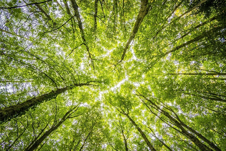 Image d'une forêt représentant l'engagement d'IBC Dialog pour l'environnement